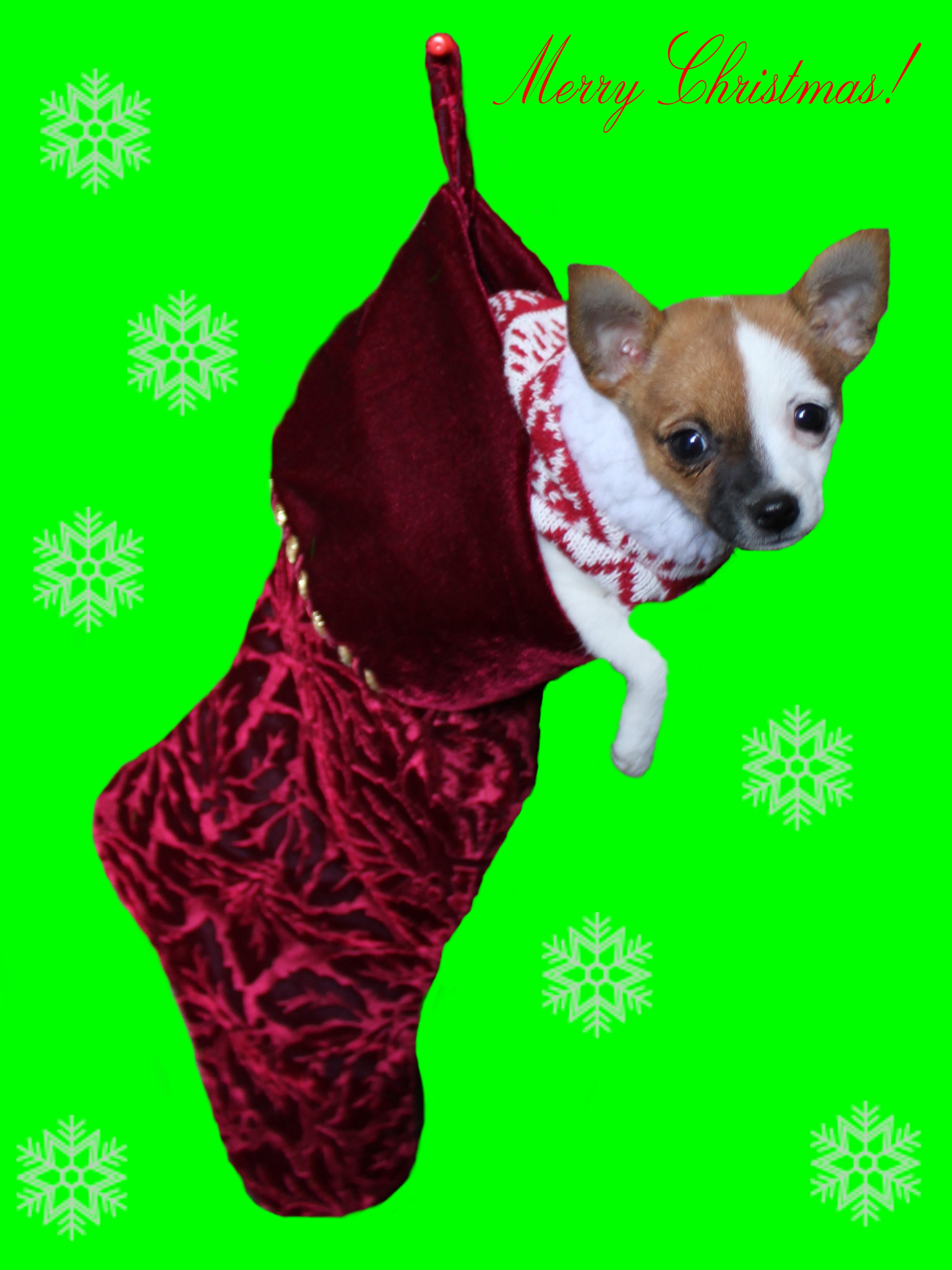 christmascard.jpg